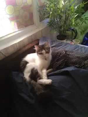 pisipalas kedi pansiyonu