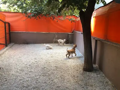 Foks Pet Hotel fotoğrafı
