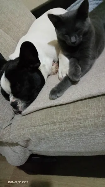 Barınak köpek kedi foto 1