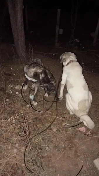 Barınak köpek kedi foto 2