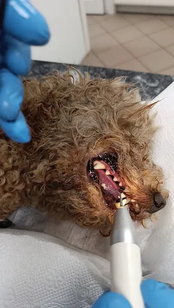 Düzce Nota Veteriner Kliniği foto 2