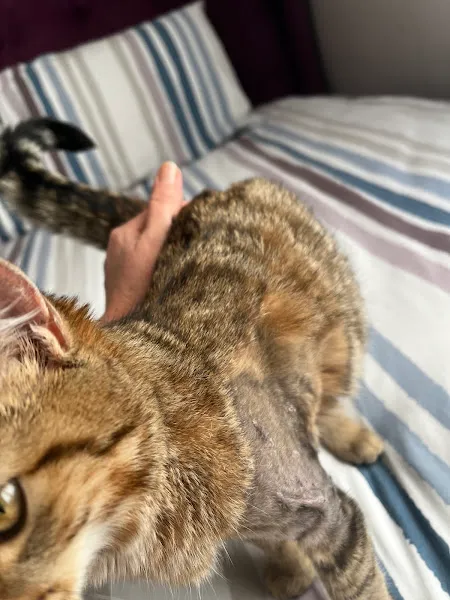 Çınarcık Dobro Veteriner Kliniği foto 1