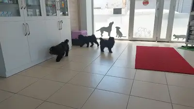 Turgut Veteriner Kliniği