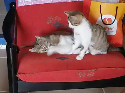 Assos Veteriner Kliniği