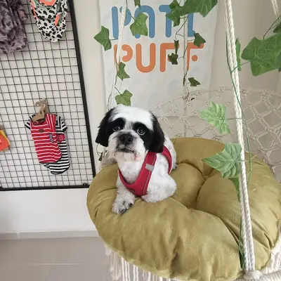 Akademi Pet Kuaför