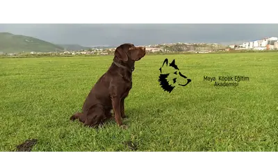 Maya Köpek Eğitim Akademisi