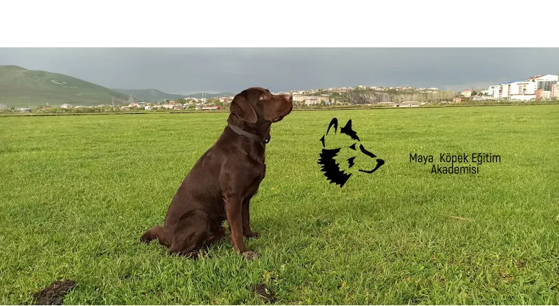 Maya Köpek Eğitim Akademisi foto 1