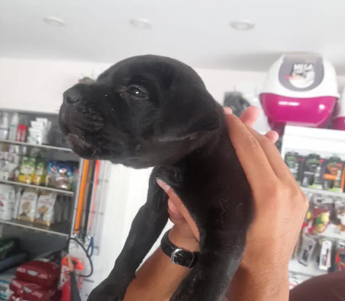 Muğla Vetfoxy Veteriner Kliniği foto 2