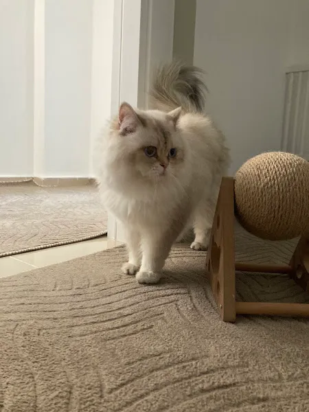 Van Tarçın Pet Veteriner Kliniği foto 2