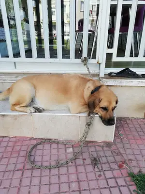 Oğan Veteriner Kliniği fotoğrafı