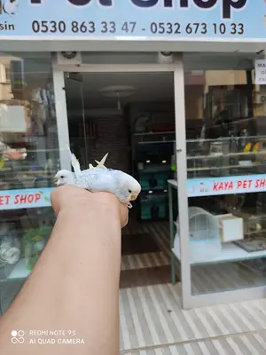 Kaya petshop mersin