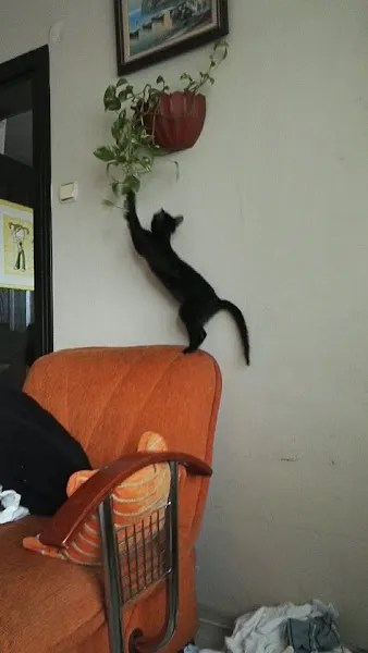Halikarnas Akvaryum Petshop foto 2