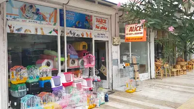 Alice Petshop fotoğrafı