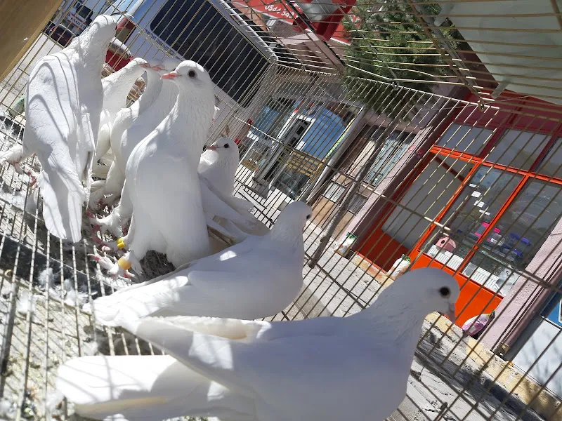 İkra Petshop foto 2