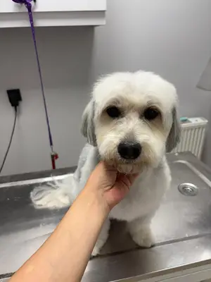Boncuk Pet Kuaför Dikmen fotoğrafı