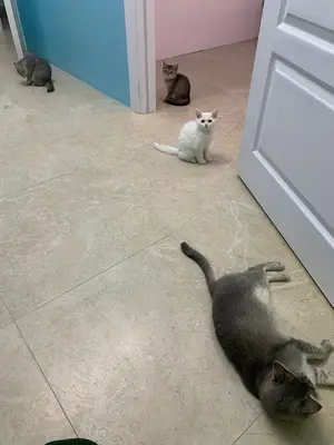 Talas Fauna Veteriner Kliniği