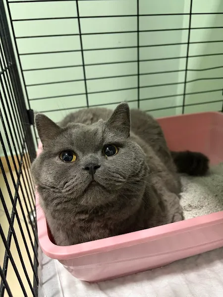 Bozkır Veteriner Kliniği foto 2