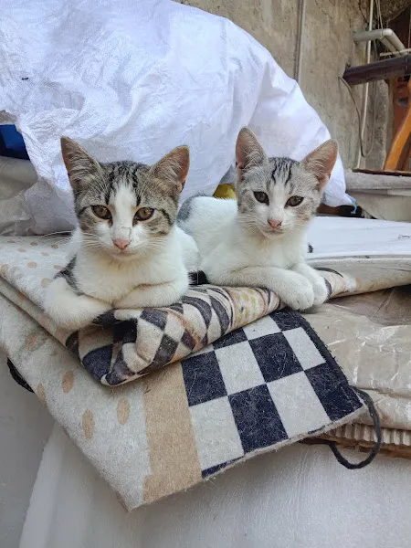 Bilgin Veteriner Kliniği foto 2