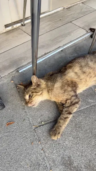 Gaziosmanpaşa Belediyesi Hayvan Barınağı foto 2