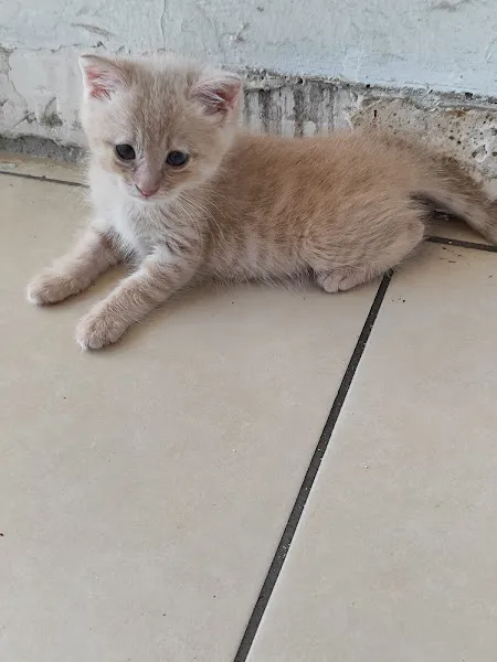 Sincan NOVA Veteriner kliniği foto 2