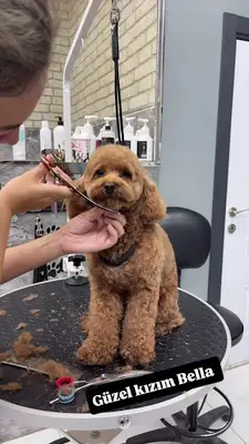 PetStils Pet Kuaför