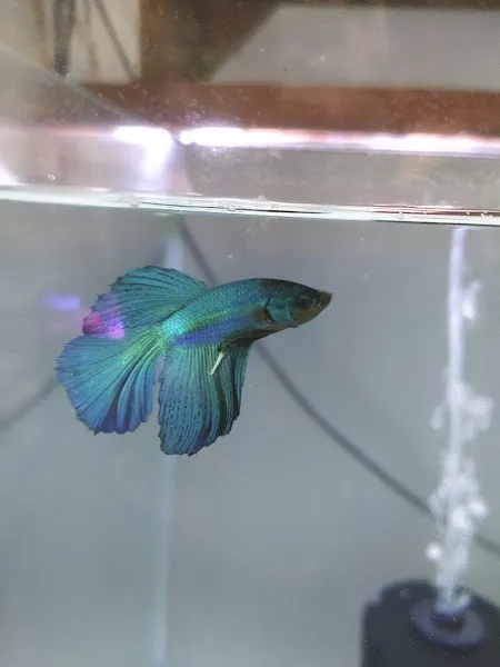 Katana Petshop foto 2