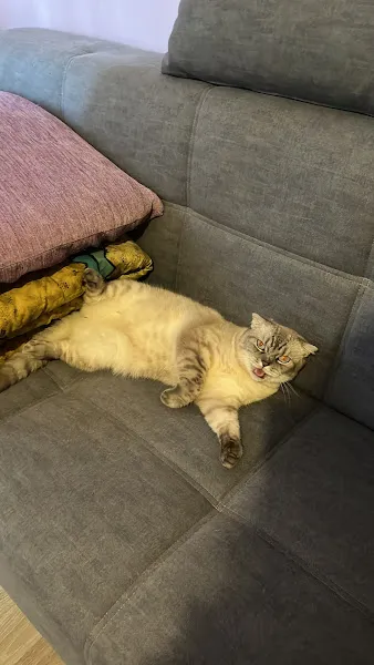 Sevgim Veteriner Kliniği foto 2