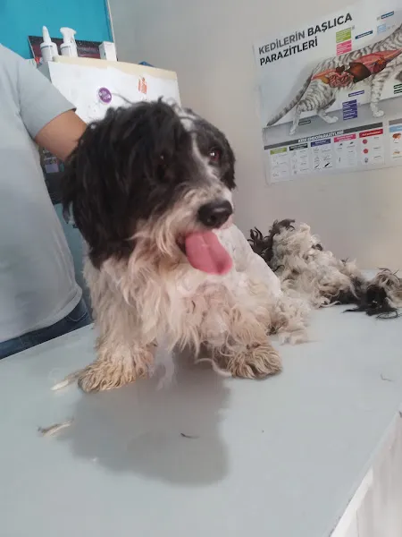 Atıcı pet veteriner kliniği foto 2