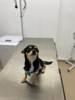 Vetimu Veteriner Kliniği