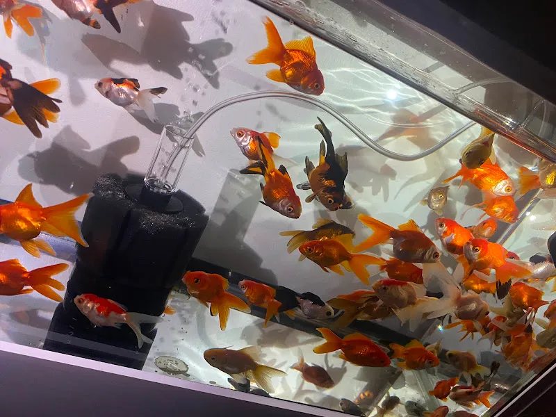 Atlas 38 Pet Shop foto 2