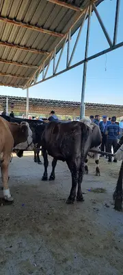 Sandıklı Canlı Hayvan Pazarı