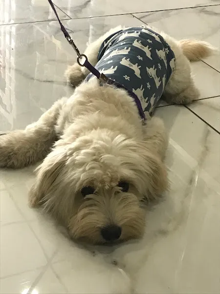 Ayazlar Veteriner Kliniği foto 2