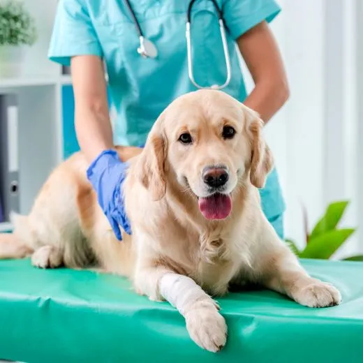 Uşak Ataşah Veteriner Kliniği foto 1