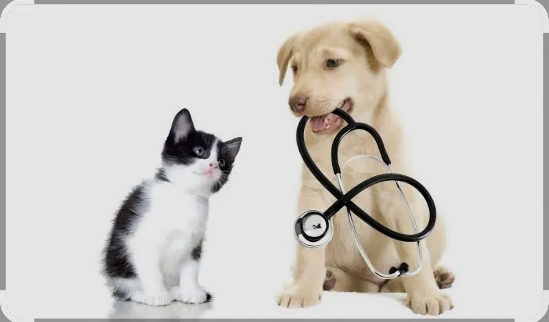 Uşak Ataşah Veteriner Kliniği foto 2