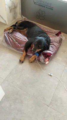 DEXTER VETERİNER KLİNİĞİ fotoğrafı