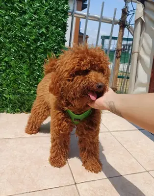 Kocaeli Akc Köpek Eğitim & Köpek Oteli