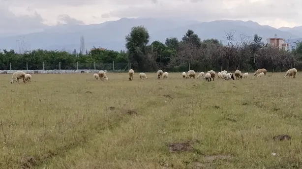 Dörtyol canlı hayvan pazarı foto 2