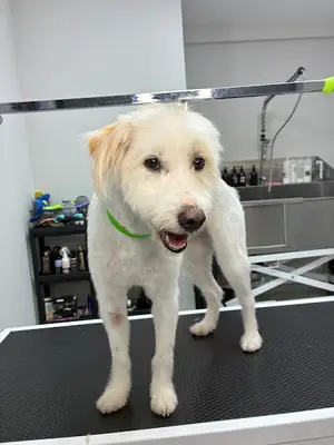 Pia Pet Kuaför fotoğrafı