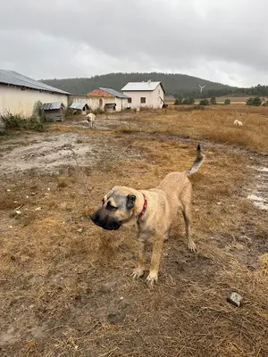 Hisar Çİftliği | Türk Çoban Köpekleri Üretim ve Yetiştirme Merkezi