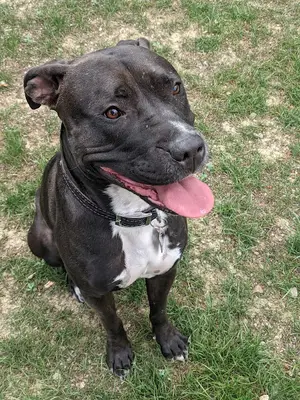 Pawmaster Pozitif Köpek Eğitim Akademisi Paw Master fotoğrafı