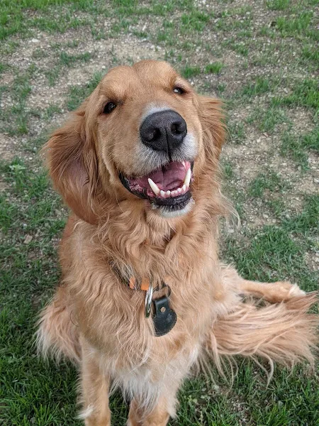 Pawmaster Pozitif Köpek Eğitim Akademisi Paw Master foto 2