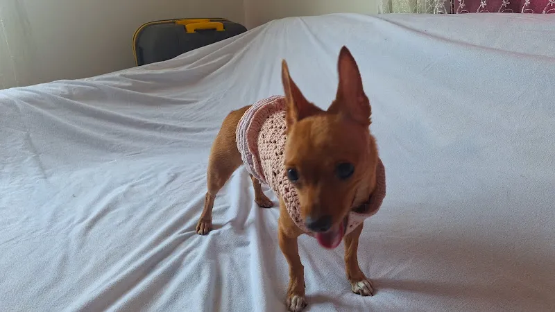 Dikkat Pati Var Köpek Eğitimi& Kedi ve Köpek Misafir Evi foto 1