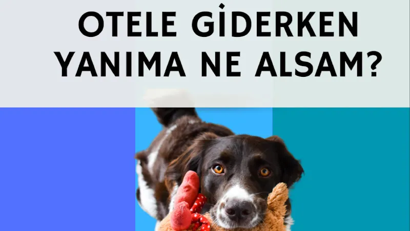 Dikkat Pati Var Köpek Eğitimi& Kedi ve Köpek Misafir Evi foto 2