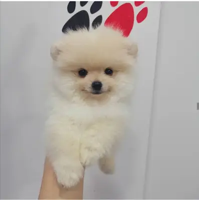 Denizli pet kuaförü