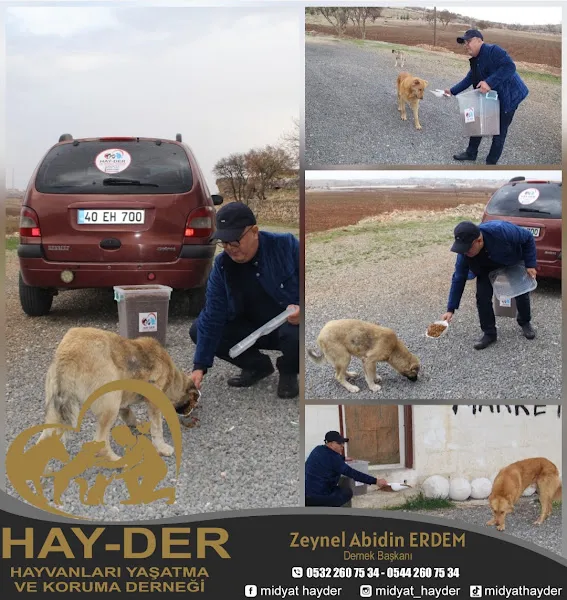 HAY-DER SOKAK HAYVANLARI KORUMA DERNEĞİ foto 2