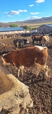 Can Veterinerlik