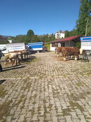 AYBASTI BELEDİYESİ HAYVAN PAZARI fotoğrafı