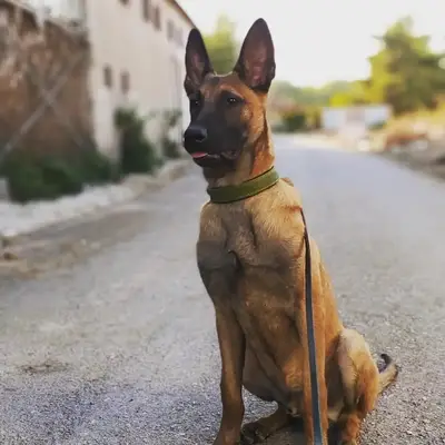 Köpek Eğitim Merkezi fotoğrafı