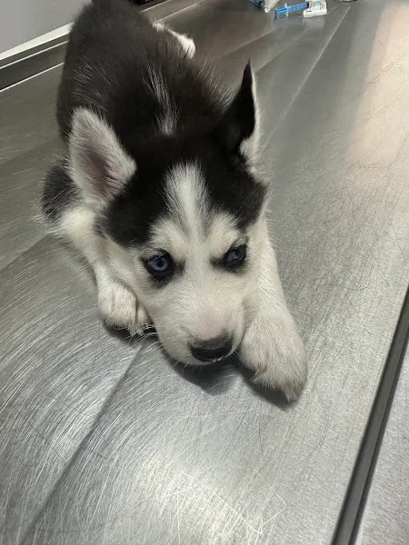 SİNCAN PET VETERİNER KLİNİĞİ foto 2
