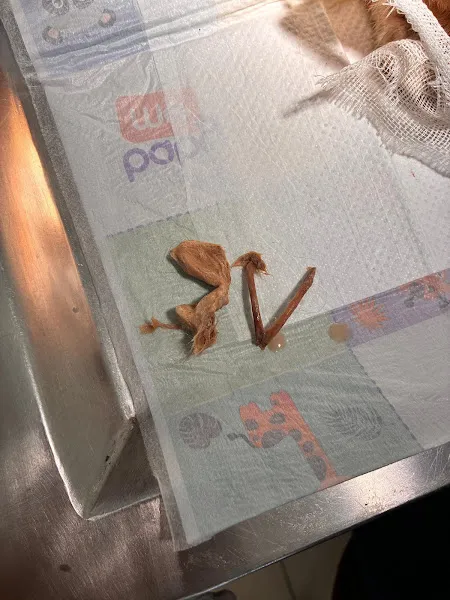 Asya Veteriner Kliniği foto 2